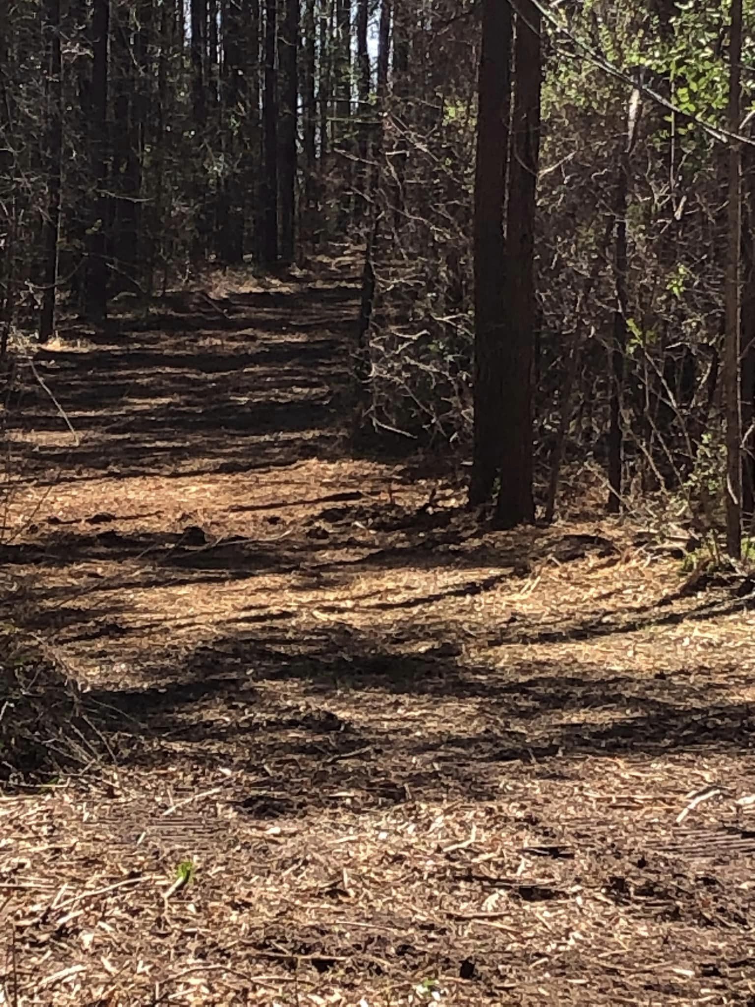 Pathway in the forest