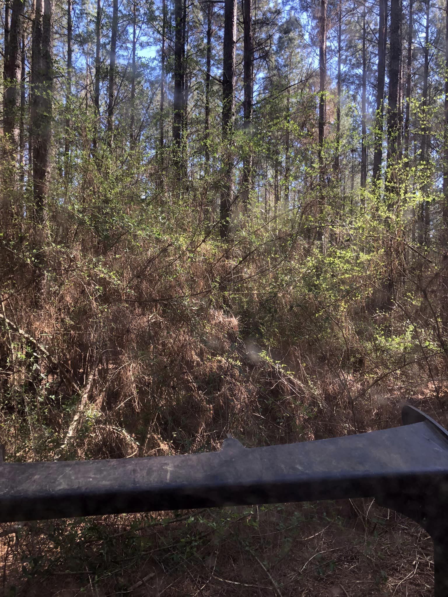 Forest full of bushes