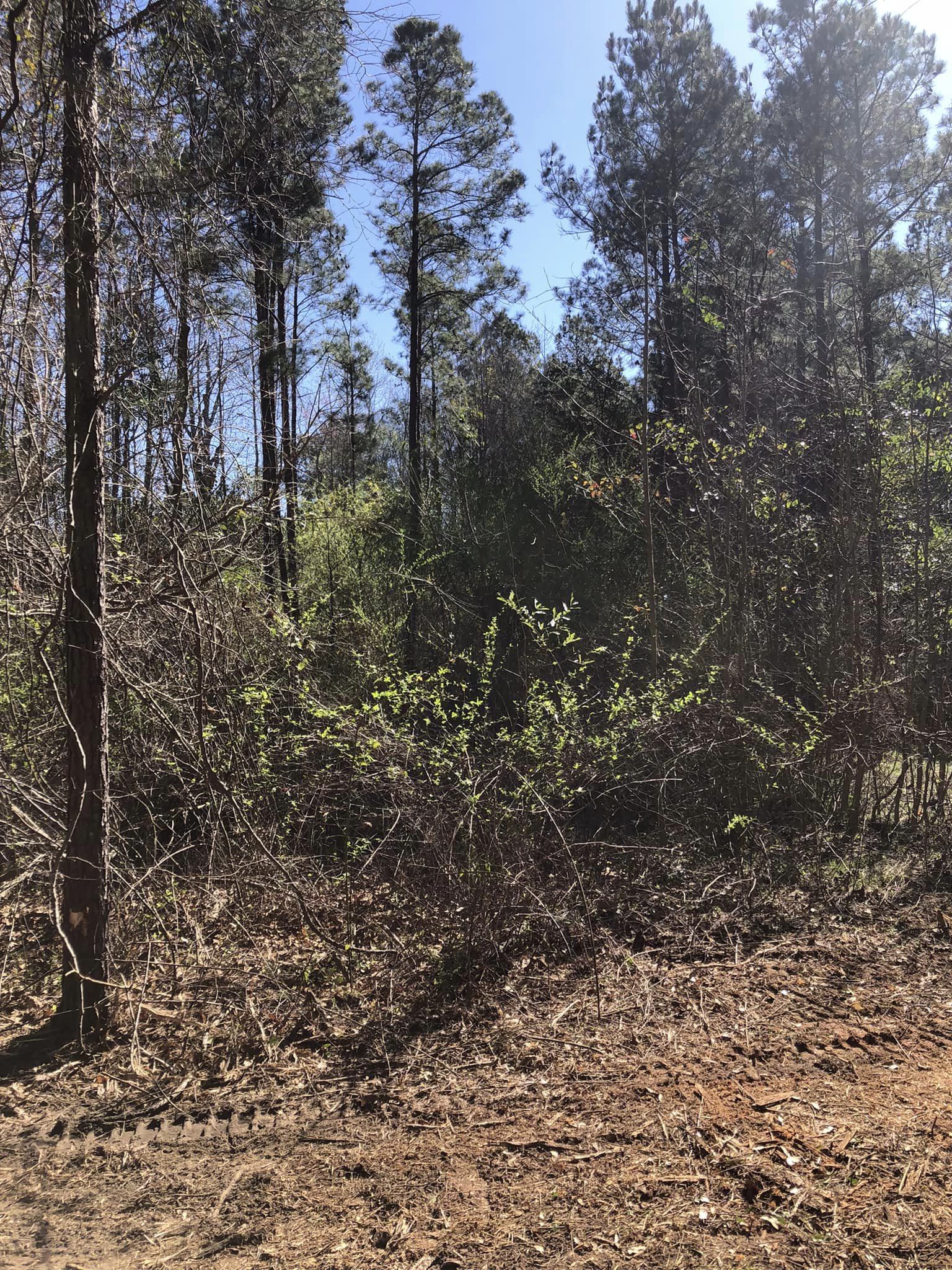 Forest full of bushes